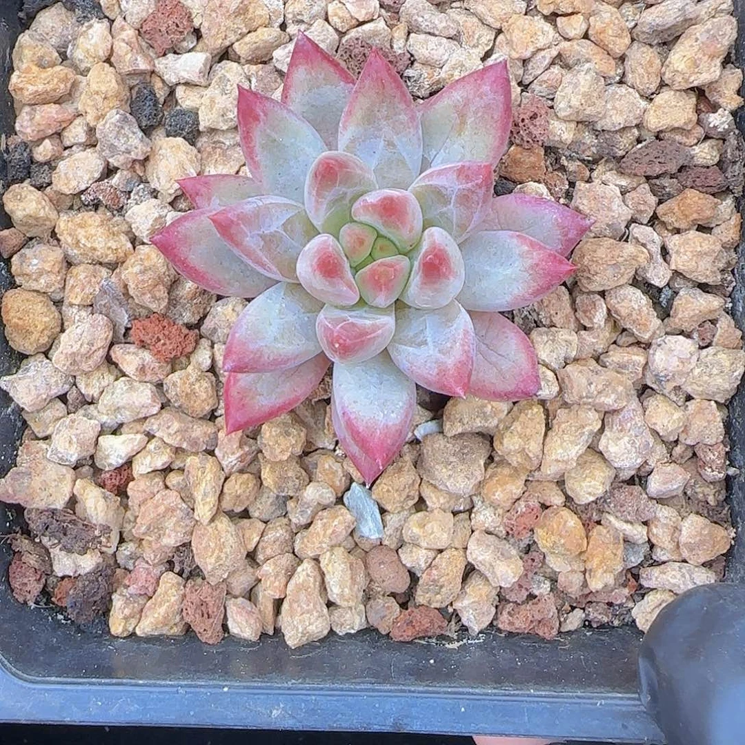 锦***王虞美人彩体一颗一颗