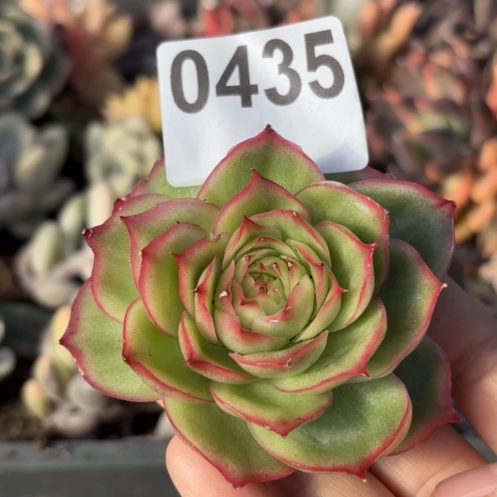 侧影锦多肉植锦满18包邮当场凑单