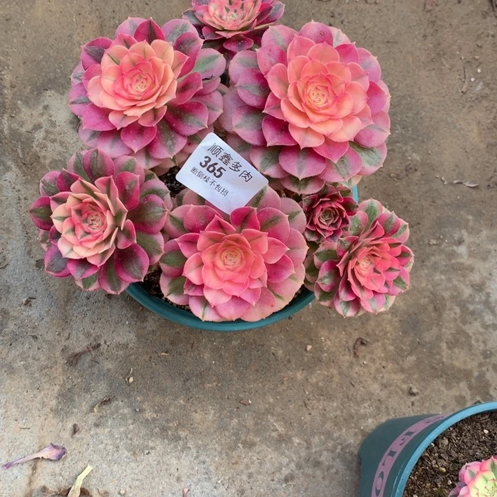 365倾城多肉植物