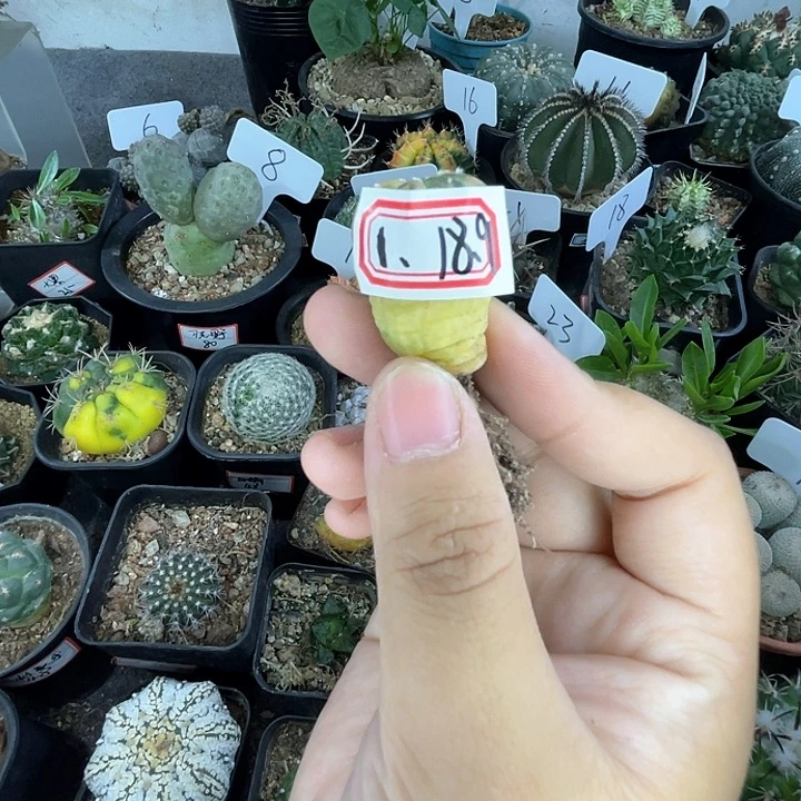 1号  仙人球 实生兜锦