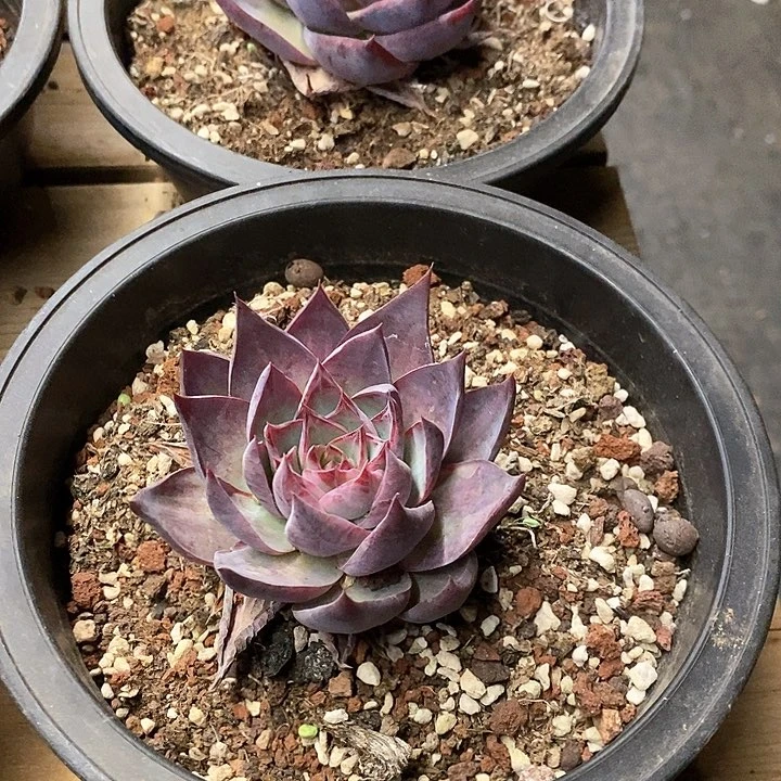 105。窄叶惊鸿。福利多多