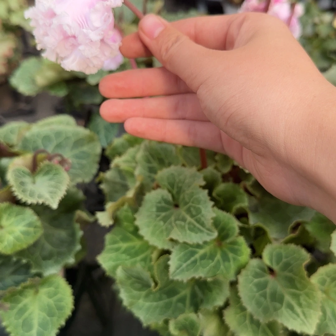 完全开放玫瑰仙客来粉色