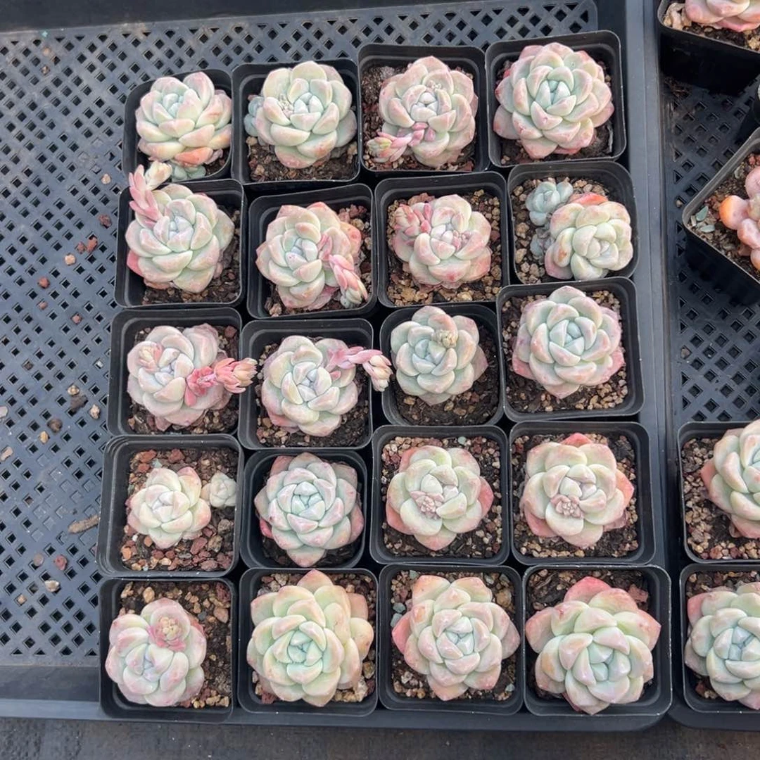 20个冰玉特价老庄000000000