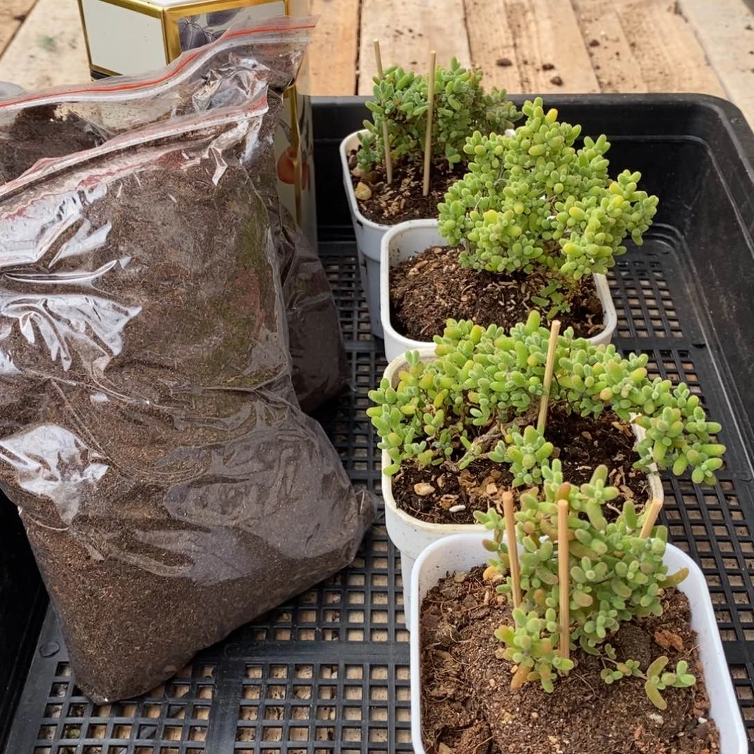 枝干番杏多肉植物359