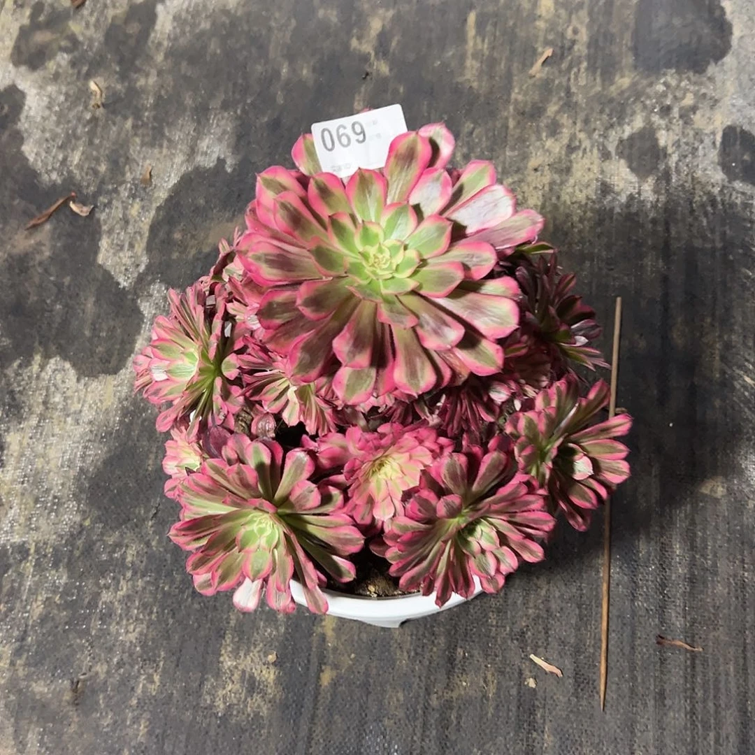 沉***羊069红铜白多肉法师植物