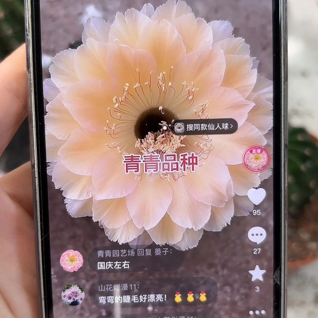 彩草1-53号6公分左右