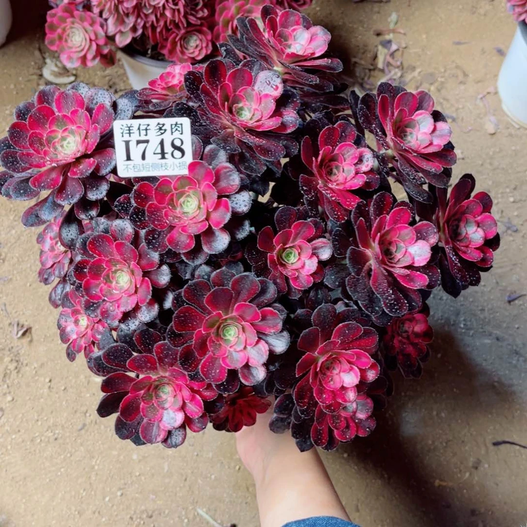 748丽娜 冠幅28左右