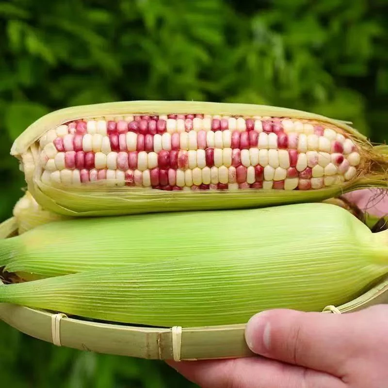 【花玉米】新鲜西双版纳花糯玉米带叶发货顺丰包邮