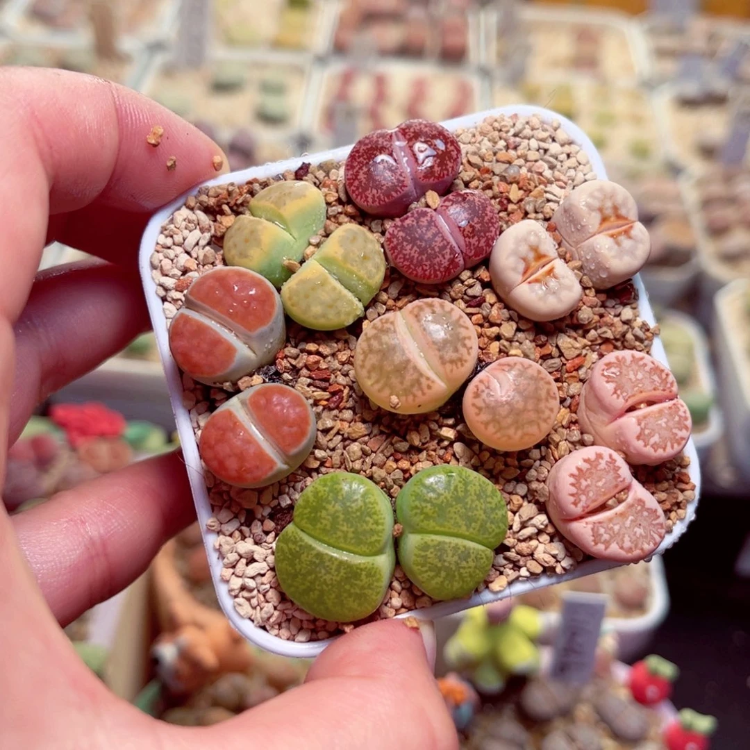 214号带盆盆包邮发货