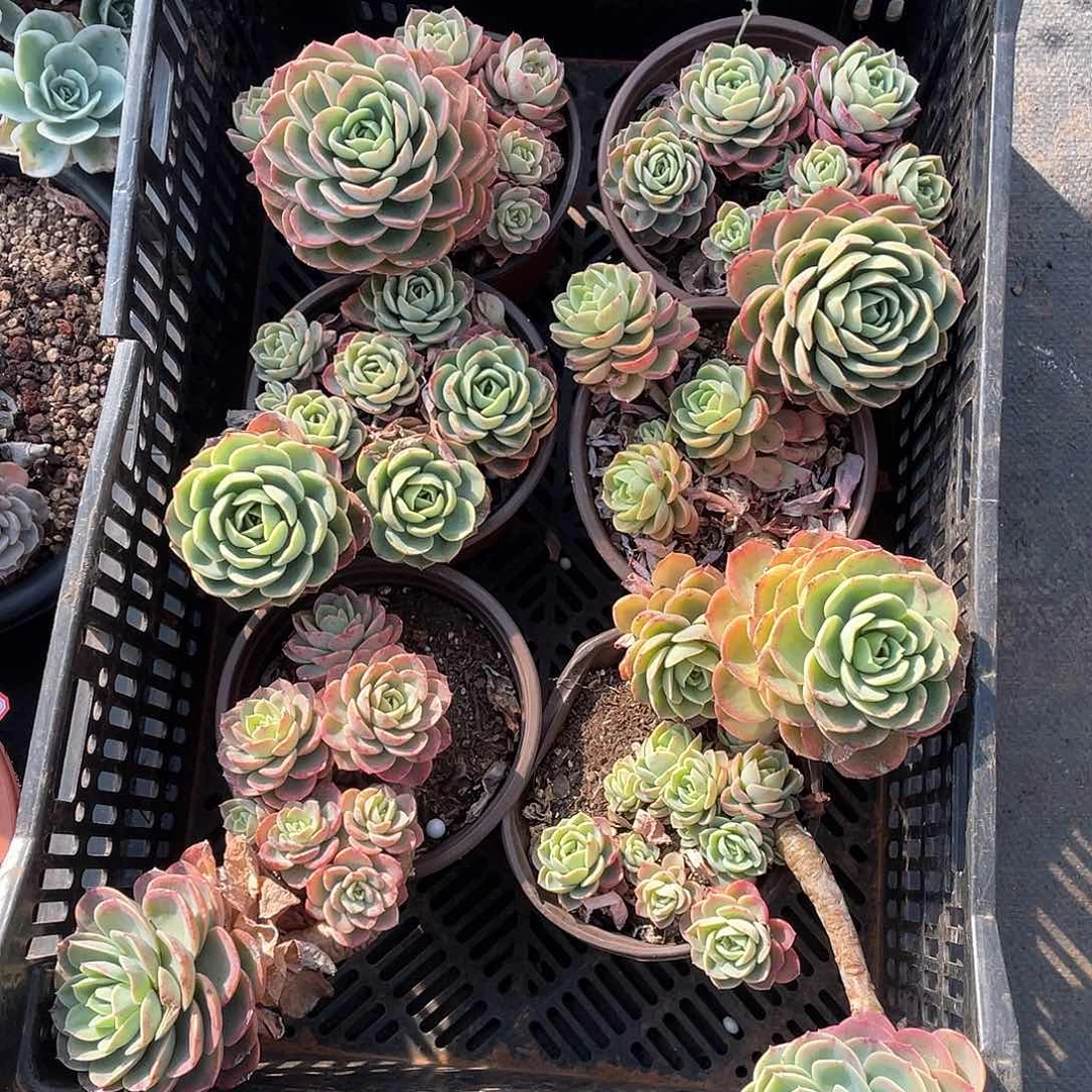 91号规格哈密瓜9.9米 一颗 量拍