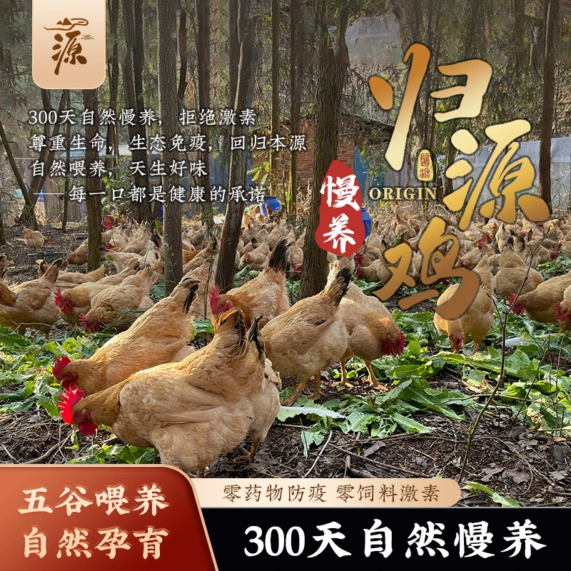 归源300天以上正宗农村散养土鸡原生态散养老母鸡纯种土鸡散养鸡