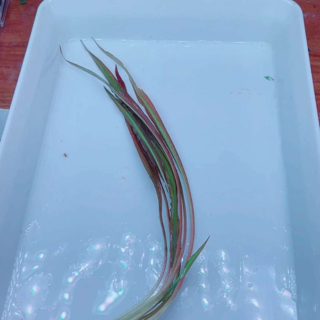 美小呆特价套餐一份