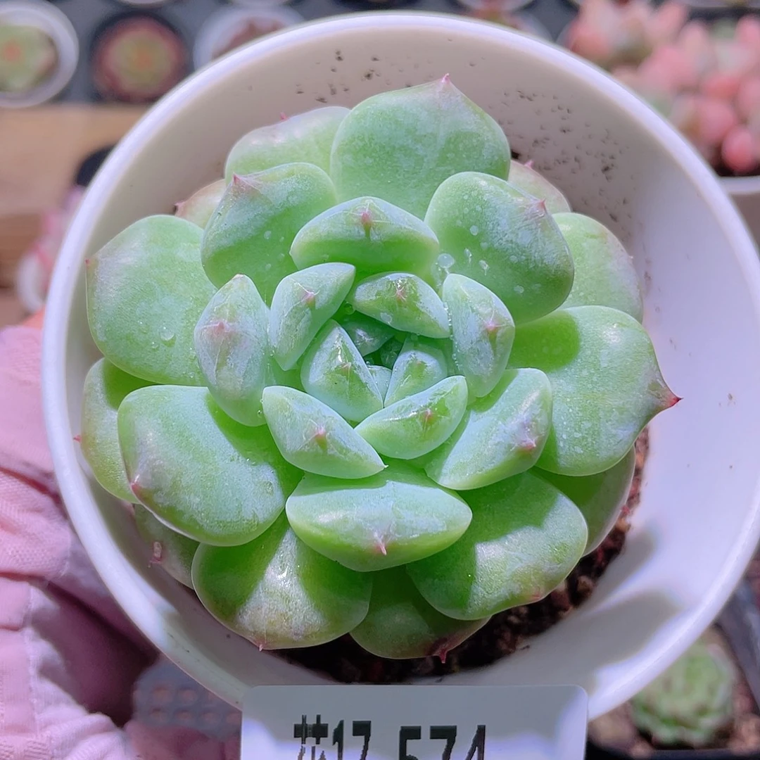 花利美17-574秘境冰魄