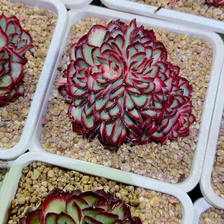 精品多肉植物老桩