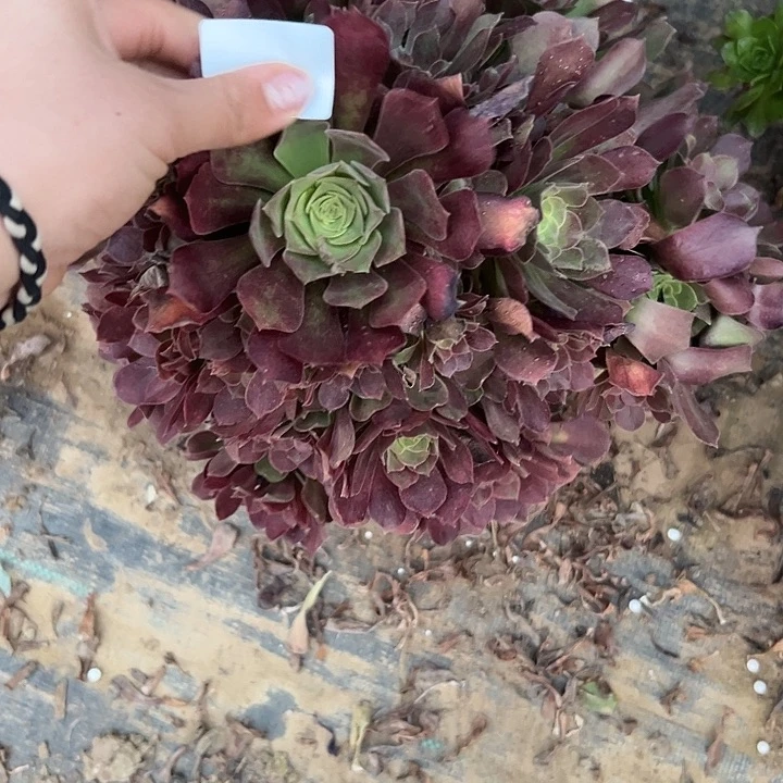 我**翔多肉法师植物链接8