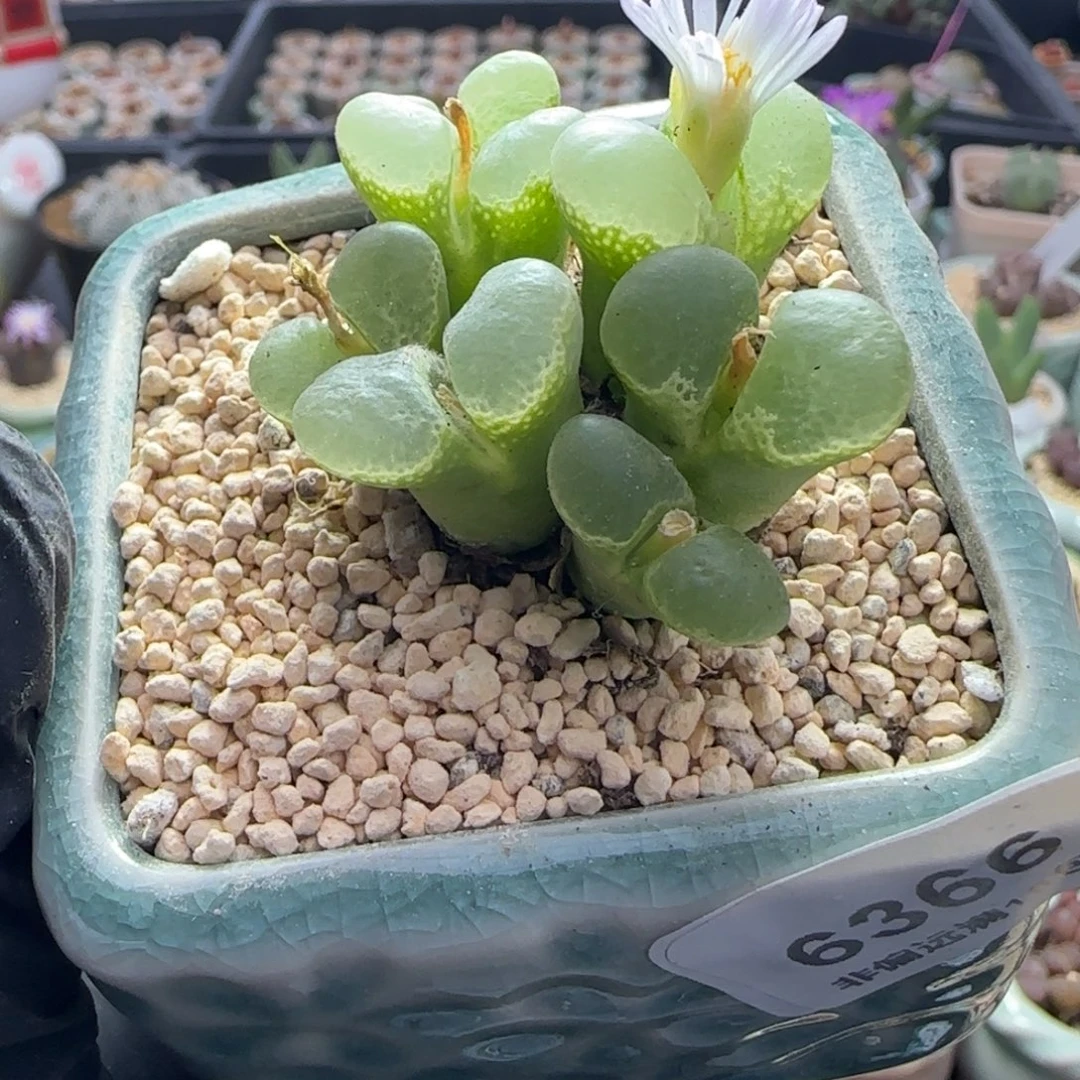 6366-一物一拍 带盆