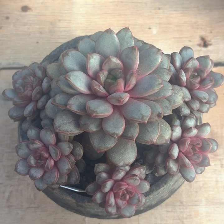 多肉植物 葡萄一物一拍-4