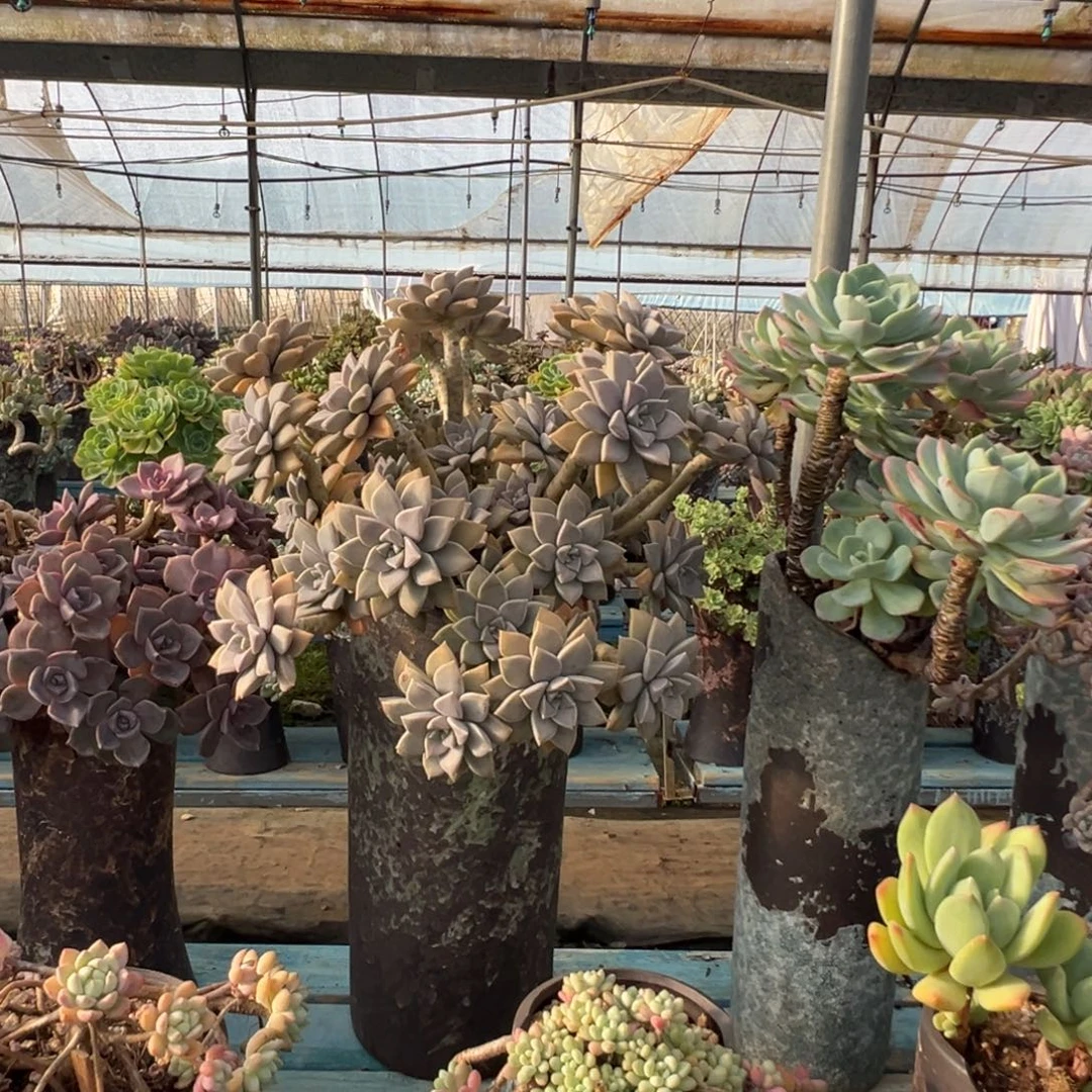 精品太子妃老桩 裸肉