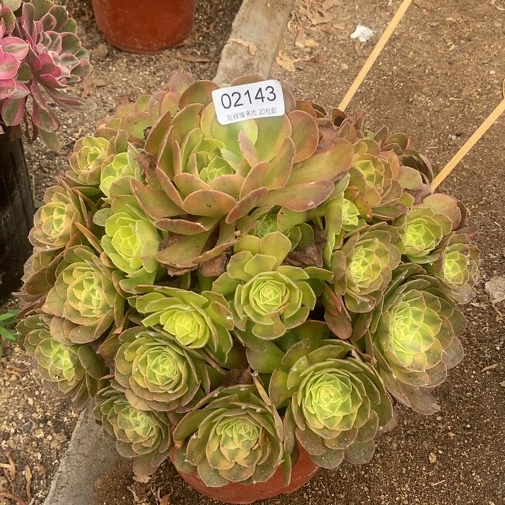 02143雨盒多肉植物