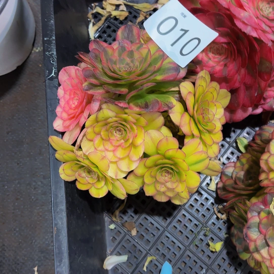 为**醉多肉葡萄福利多多 010