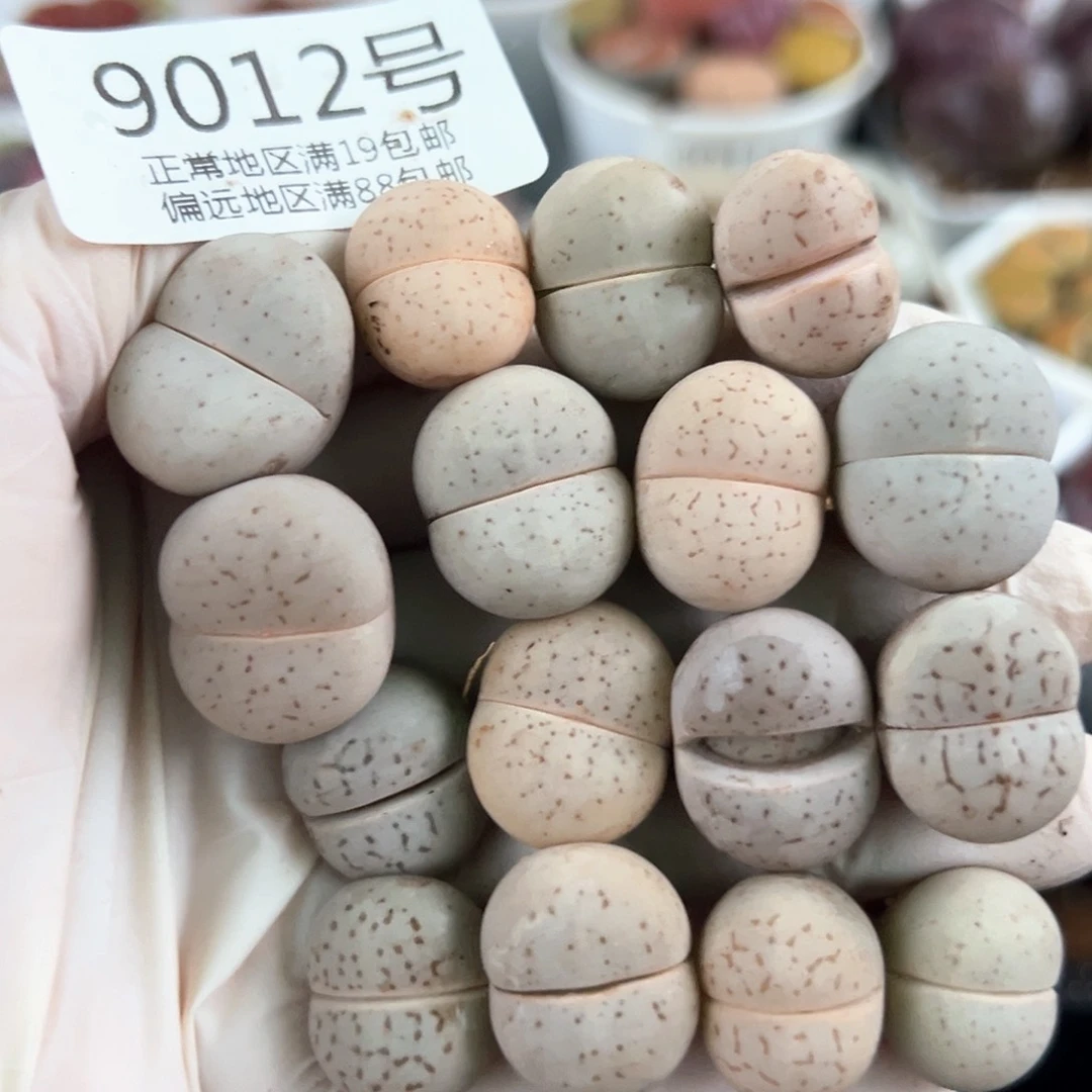 好养易活生石花大母本9012