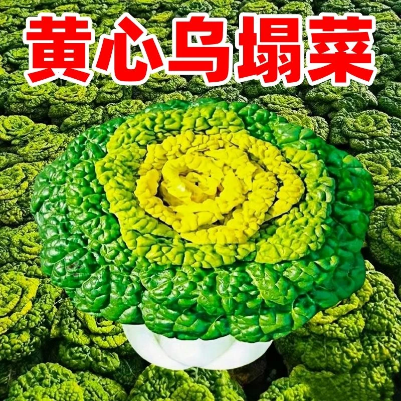 黄心乌菜黄心菜新鲜乌塌菜四季白菜冬天青菜蔬菜孑黑菜菜种子种植