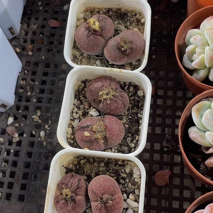 双头老生石花带哦土发