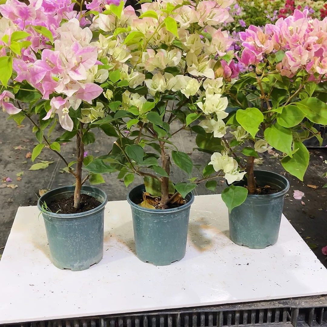 大部分花苞少量开放广红樱，绿樱，张红英