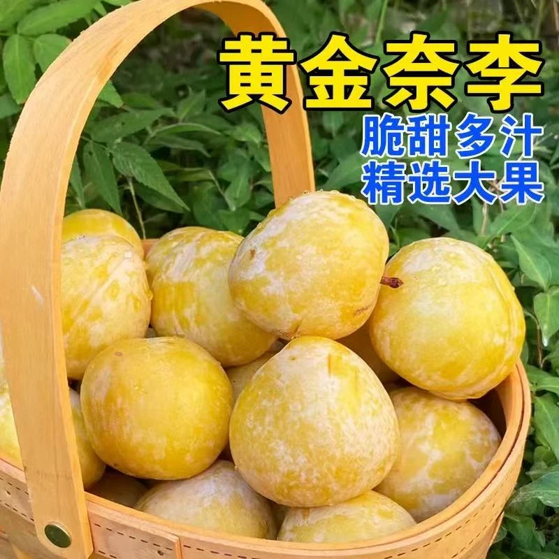 炎陵高山黄金奈李 香甜脆口 现摘现发