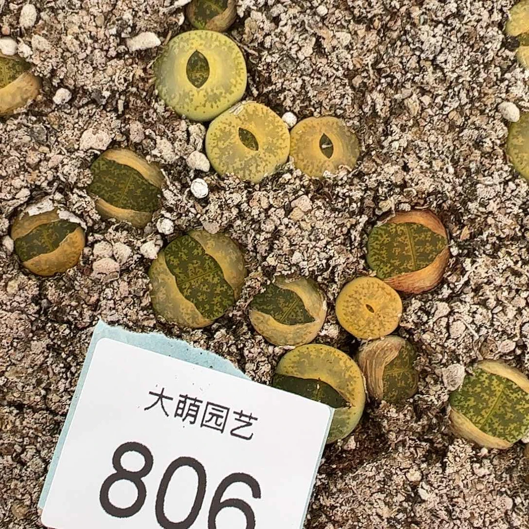 0000806量拍黄绿紫勋15颗