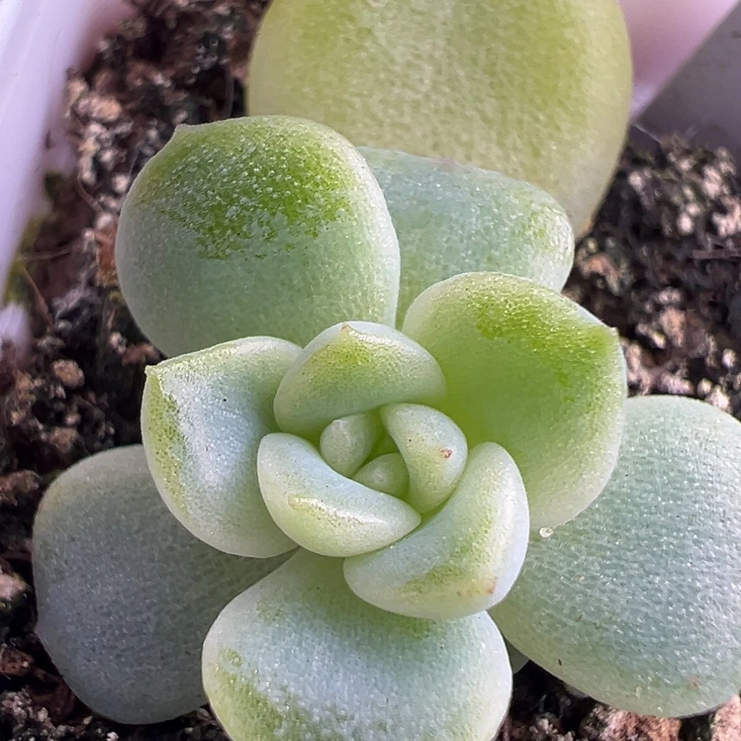 X4。       送旁边小苗