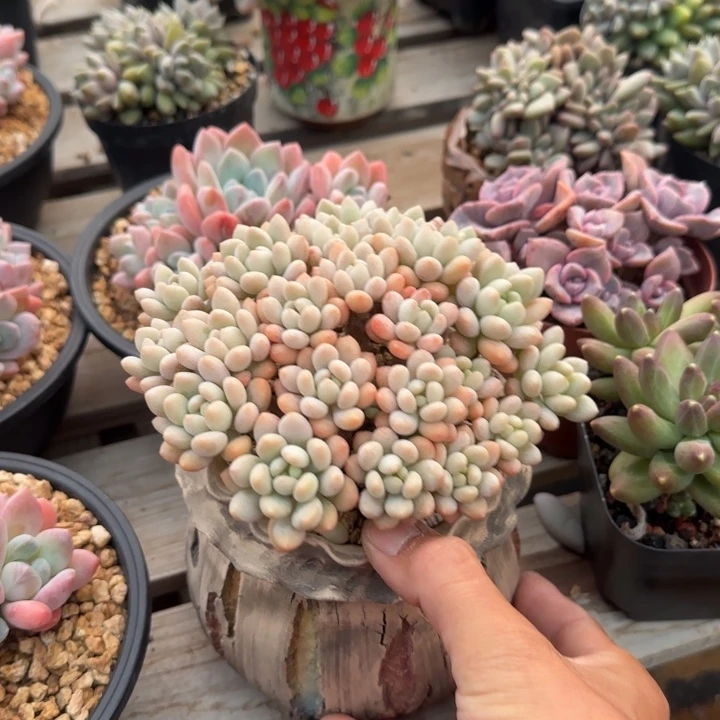 鱼子酱老桩多肉五十包邮老桩多肉