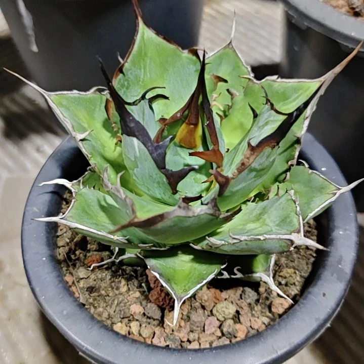 龙舌兰仁王冠多肉植物