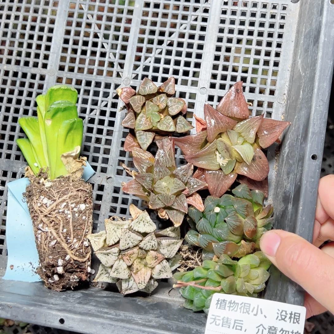 阿****）9133没根多肉小苗，没售后，介意别拍，一物一拍