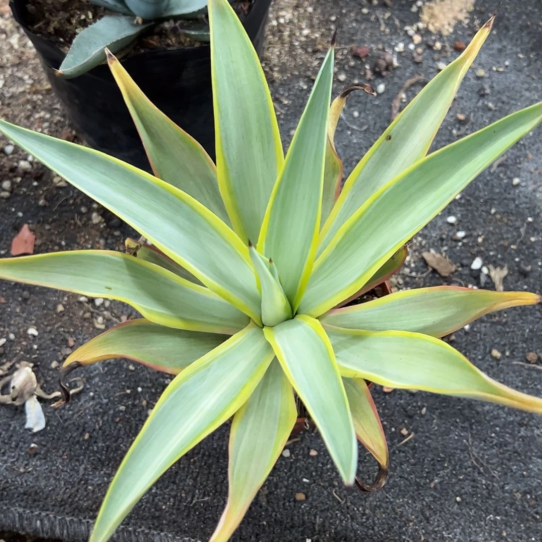 孙****y银河旅人生长发育