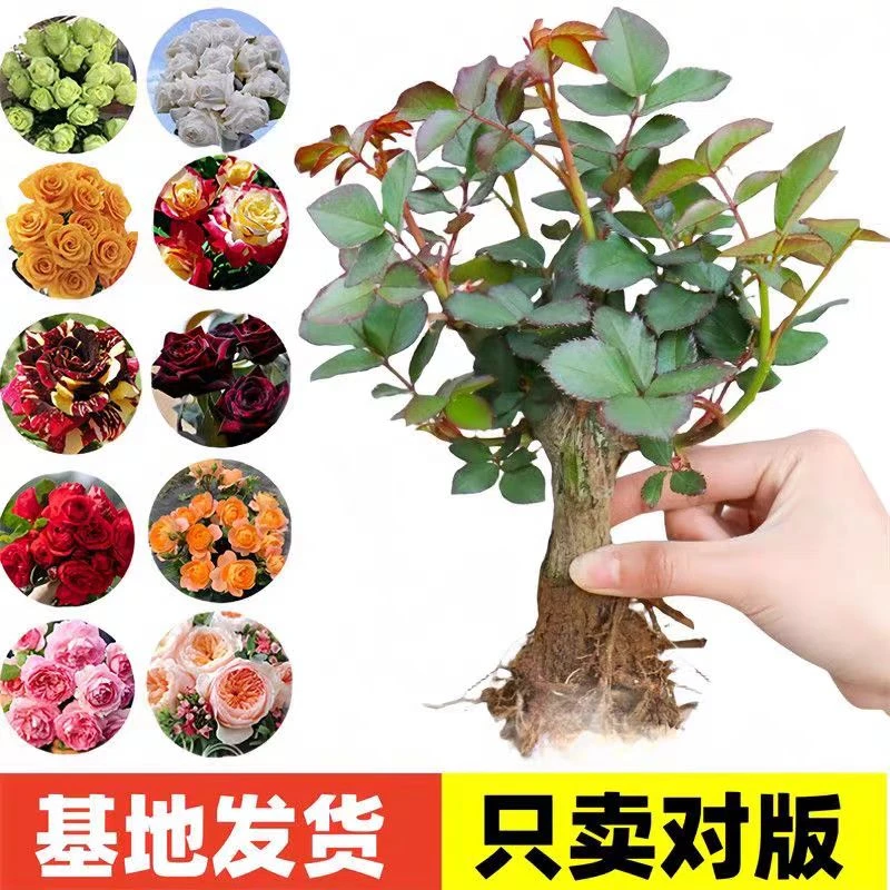买三送三玫瑰花苗当年四季开花大花浓香型花卉绿植