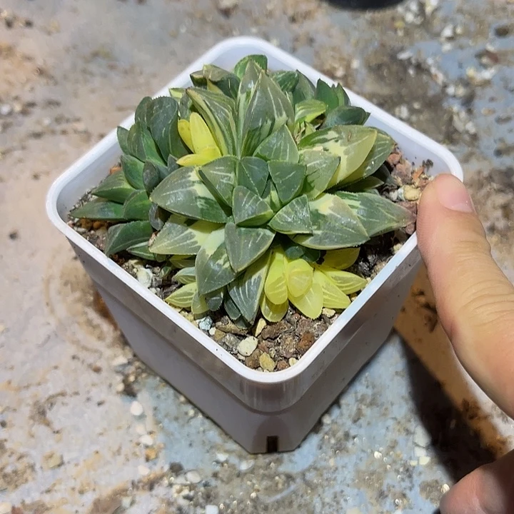 无花朵寿锦大群一物一拍