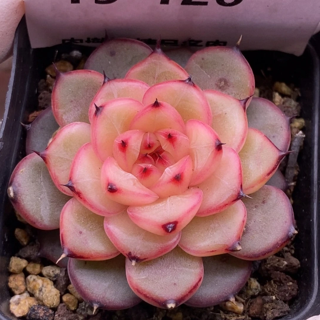 【闪购商品】19-126