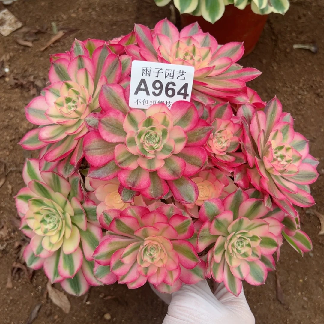 964倾城尺寸23左右