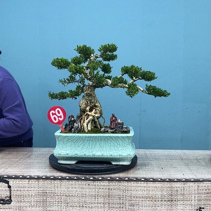 以实际为准精品黄杨盆景