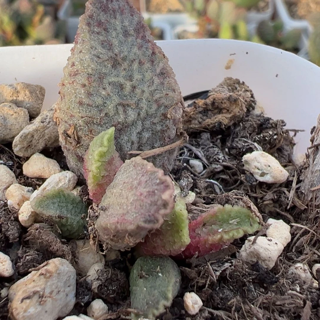 融化纹猪肝带倒刺多肉