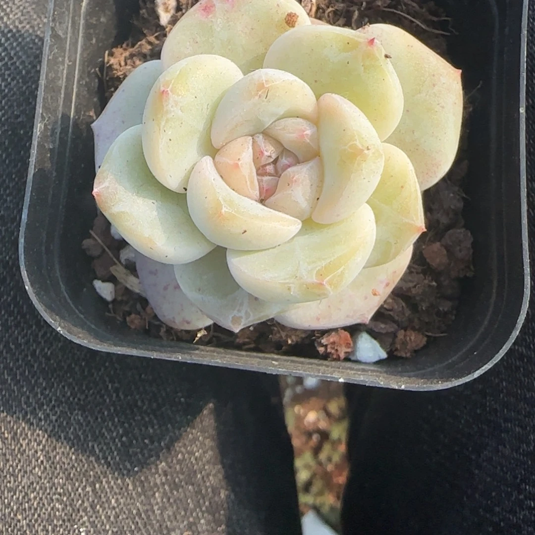 多肉小卡拉米糖心一物一拍