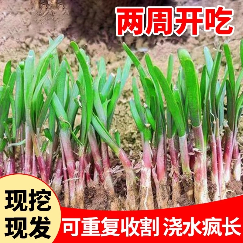 现挖紫红新韭菜根宽叶韭菜苗室内阳台四季盆栽大叶韭菜根庭院