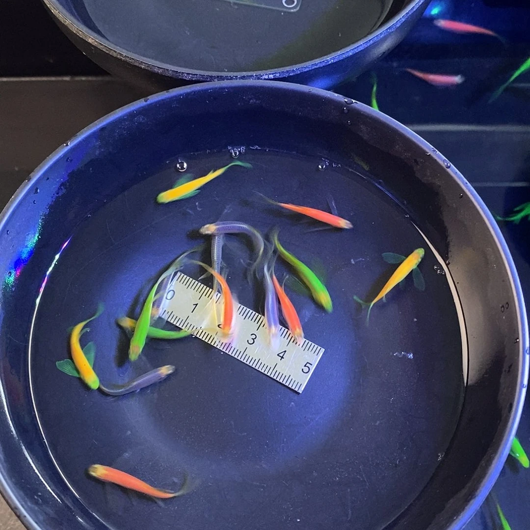 斑马鱼蝶翼斑马4色混搭12➕3备损共15个