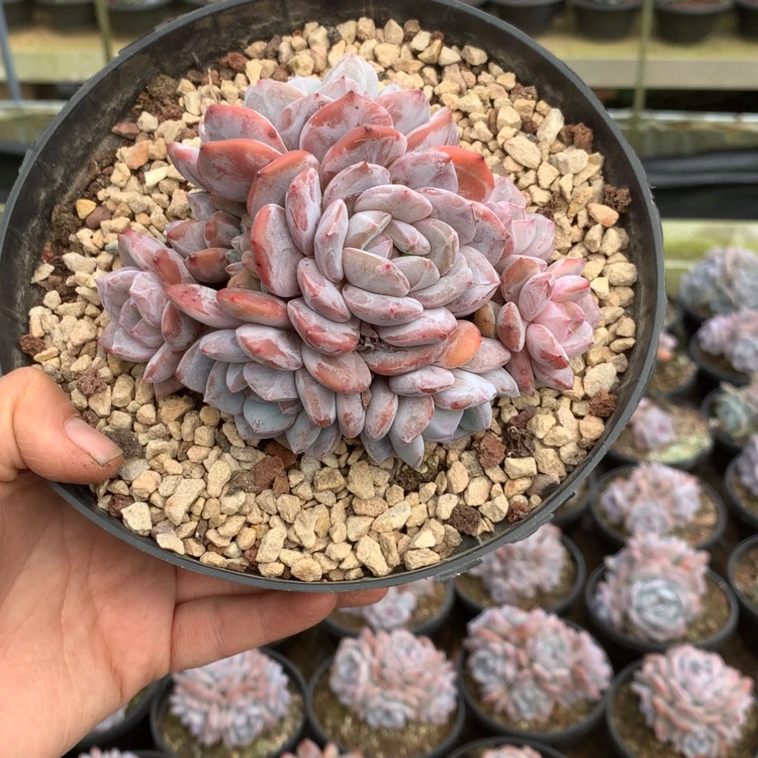 无花朵哈哈哈哈哈哈哈哈47