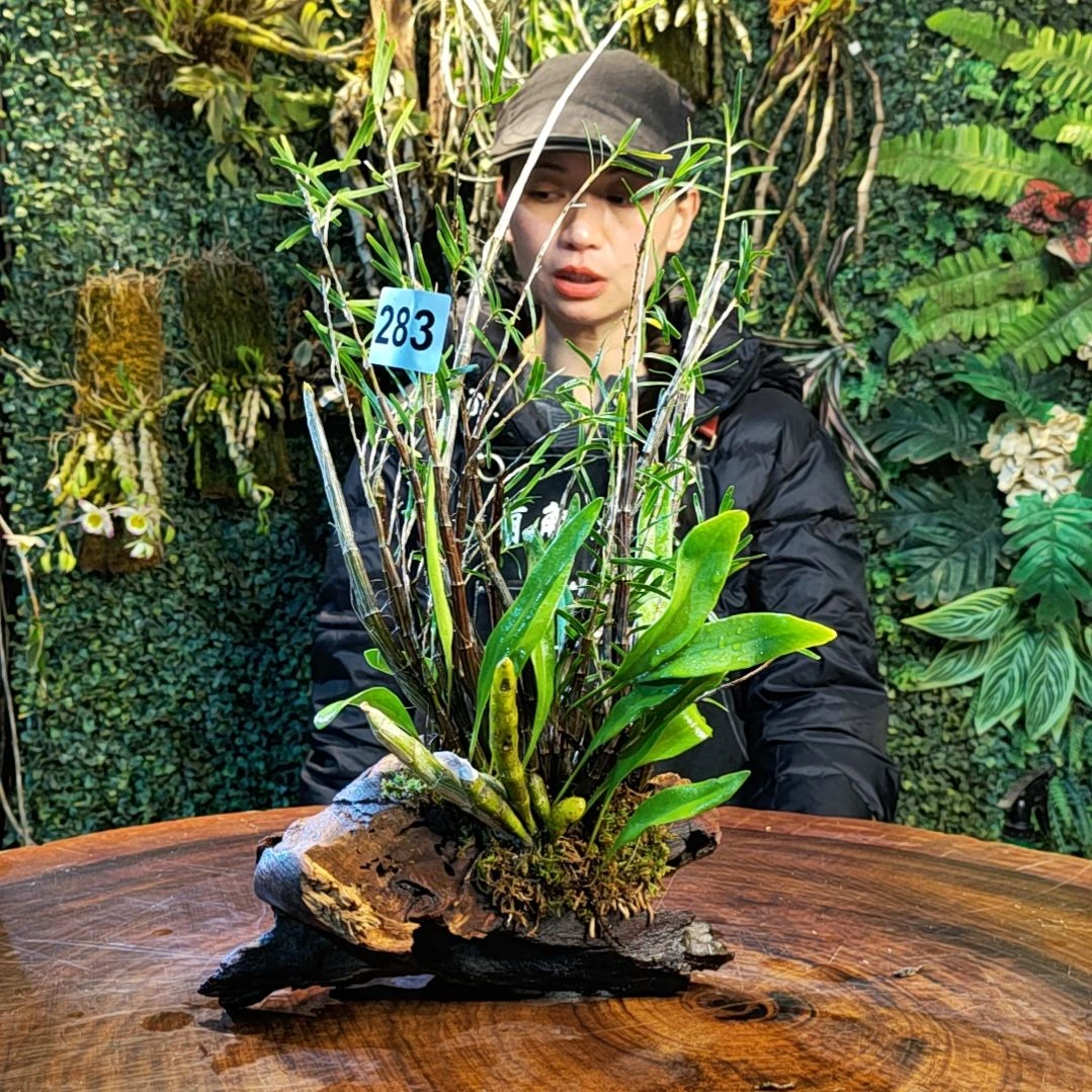 【闪购商品】283姬竹叶，报春花卉