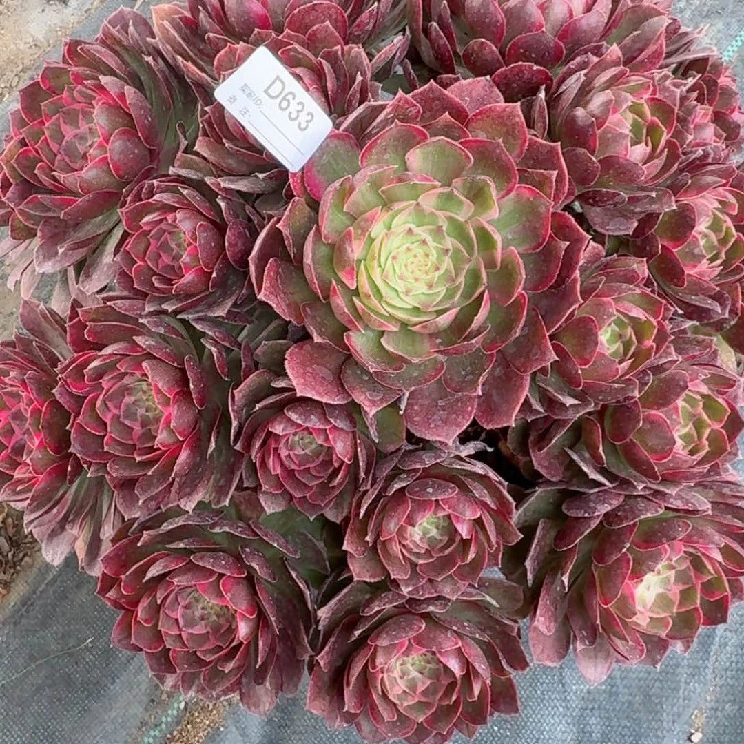 帆*633大莲花座多肉植物