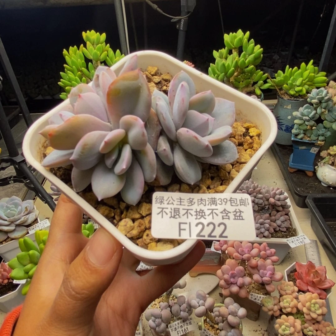 222丸叶奶茶多肉7c m