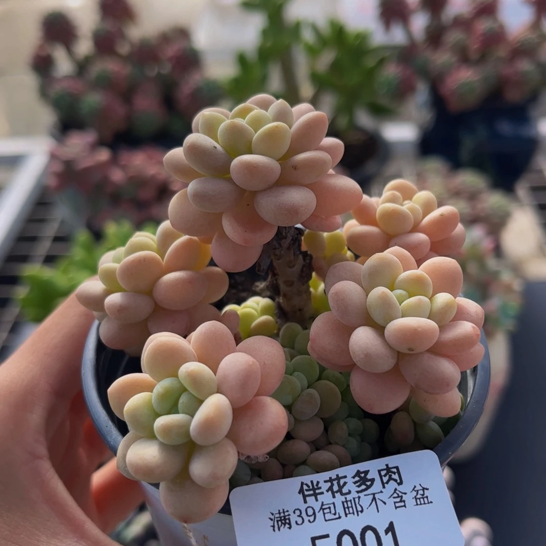 001-洛可可多肉6cm