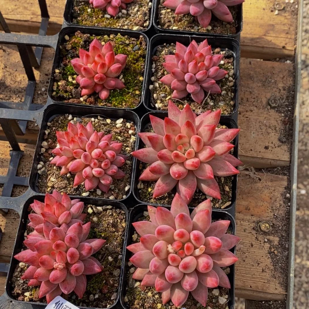 264多肉植物保护研究所所长助理